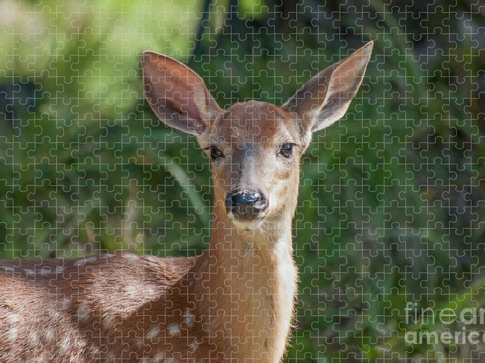 Fawn Jigsaw Puzzle featuring the photograph White-Tailed Fawn by Bianca Nadeau