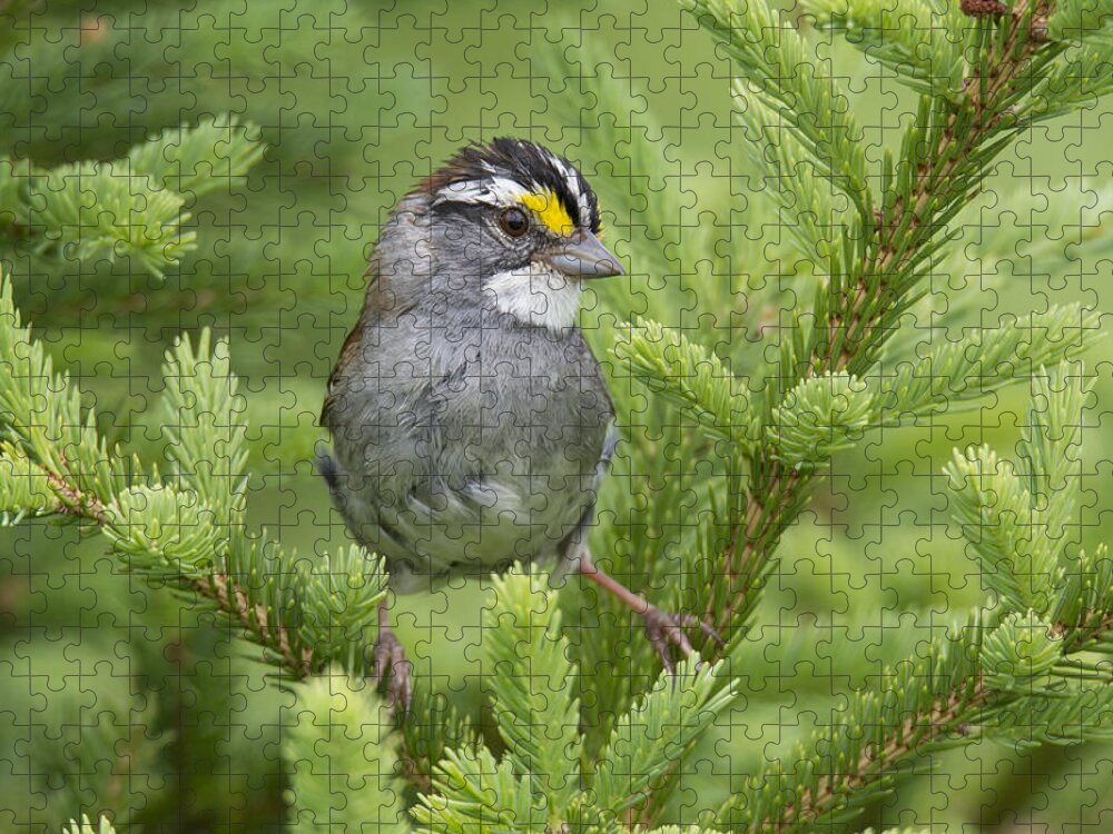 Scott Leslie Jigsaw Puzzle featuring the photograph White-throated Sparrow Male In Breeding by Scott Leslie