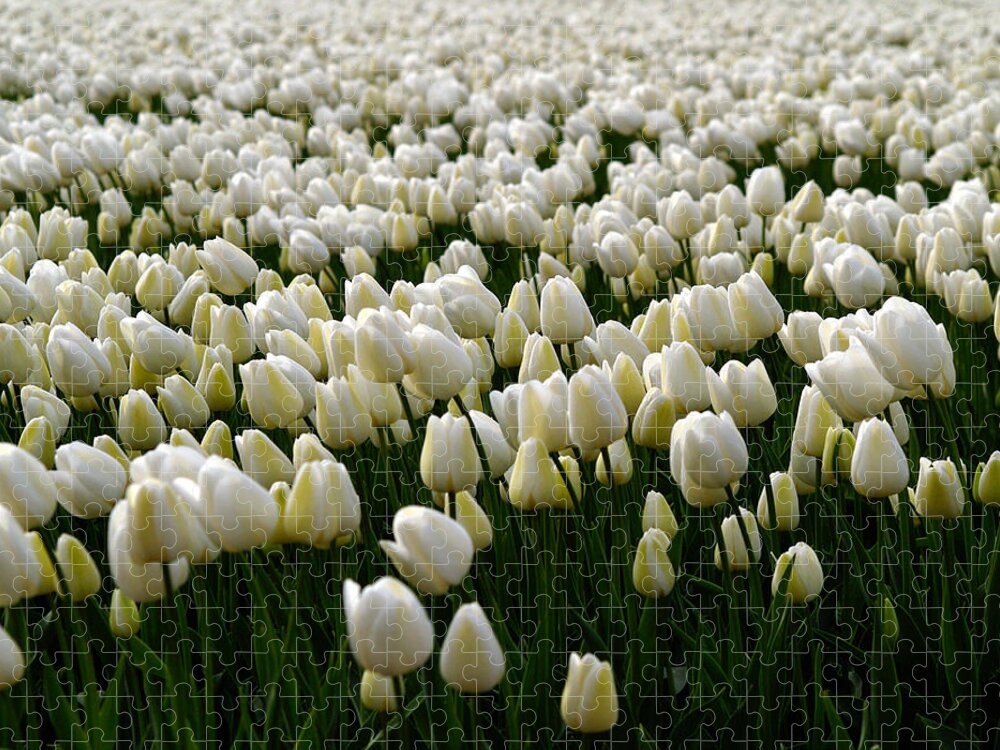 Photography Jigsaw Puzzle featuring the photograph White Tulip field by Luc Van de Steeg