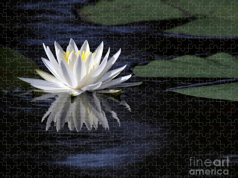 Water Lily Jigsaw Puzzle featuring the photograph White Water Lily Left by Sabrina L Ryan