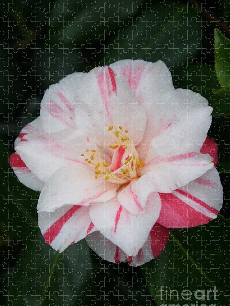 White Camellia Jigsaw Puzzle featuring the photograph White With Pink Camellia by Christiane Schulze Art And Photography