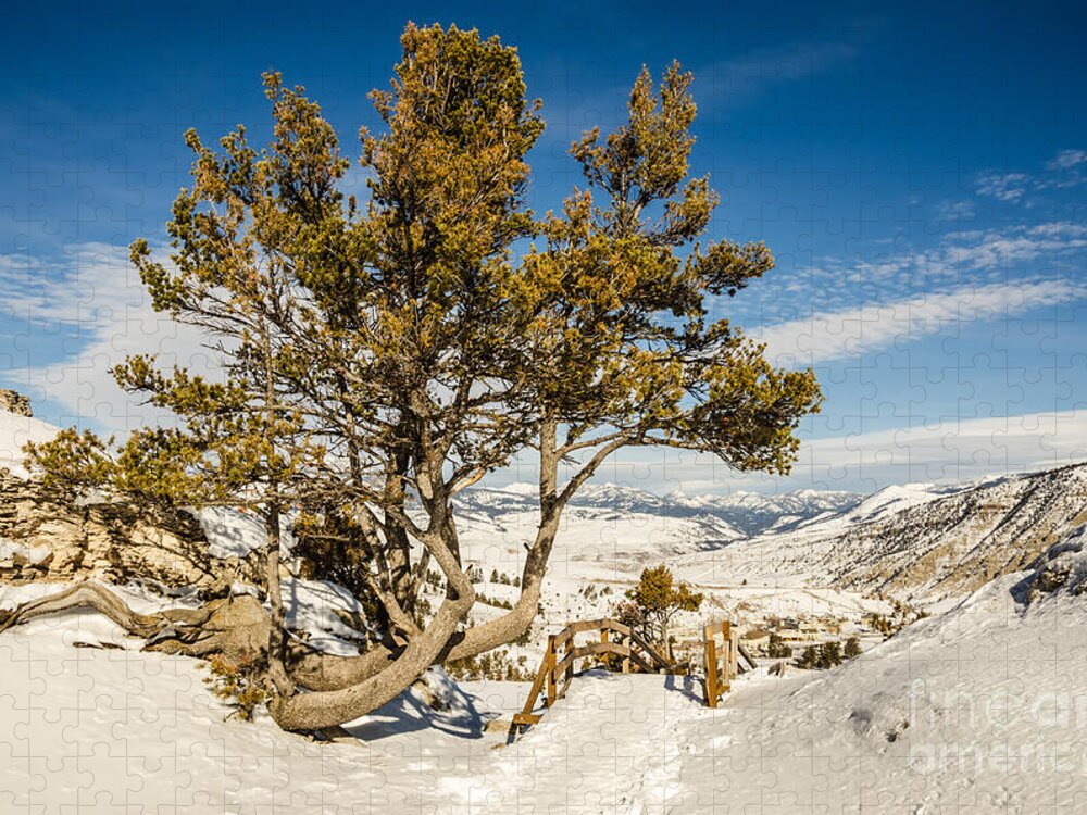 National Park Jigsaw Puzzle featuring the photograph Whitebark Pine Pinus albicaulis by Sue Smith