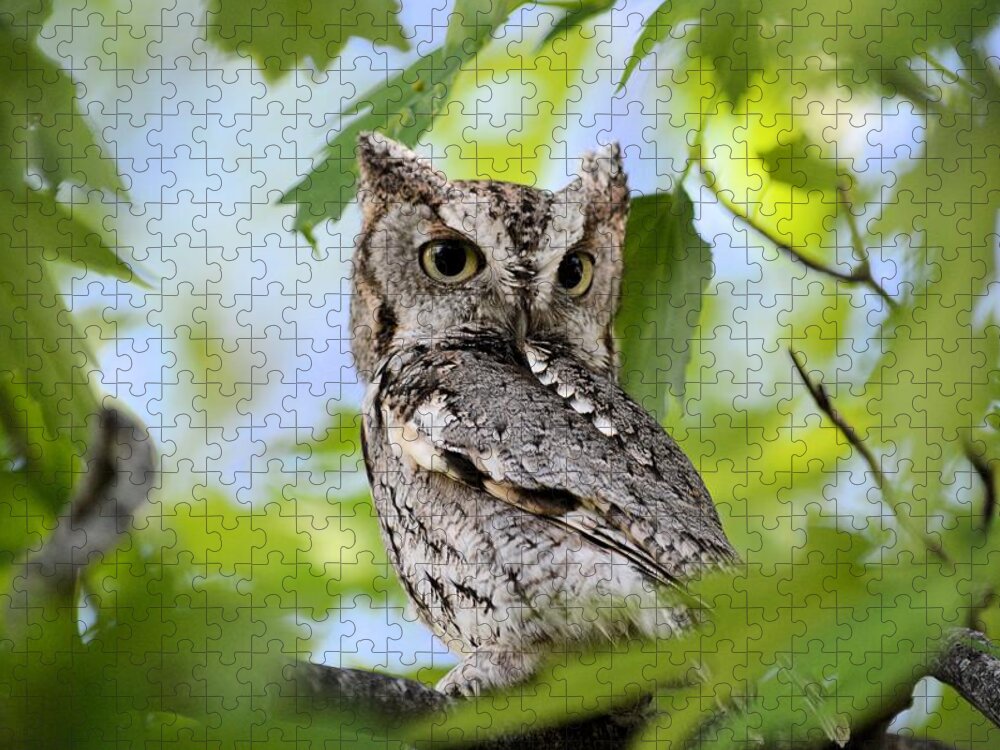 Owl Jigsaw Puzzle featuring the photograph WHO was that by Bonfire Photography