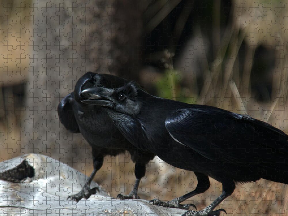 Raven Jigsaw Puzzle featuring the photograph Whoa you should see a dentist by Frank Madia