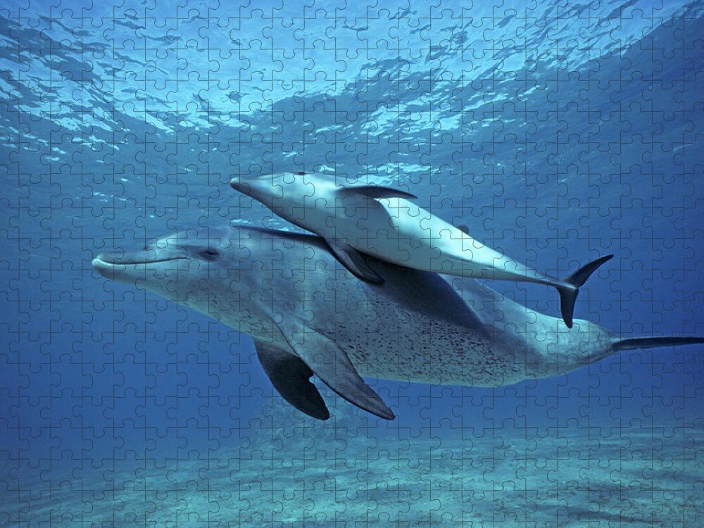 Horizontal Jigsaw Puzzle featuring the photograph Wild Bottlenose Dolphins Mother & Calf by Jeff Rotman