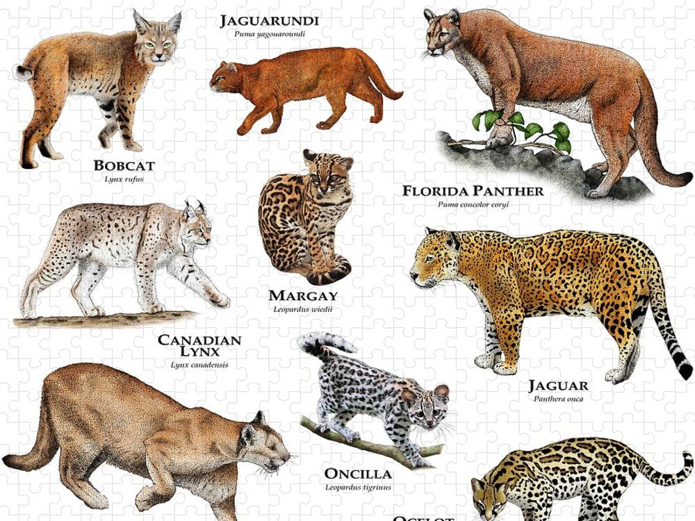 24 Different Types of Wild Cats