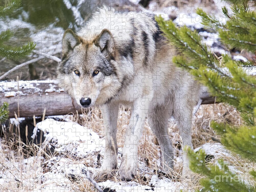 Grey Wolf Jigsaw Puzzle featuring the photograph Wild Grey Beauty by Deby Dixon