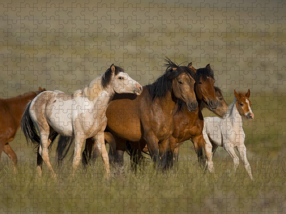 Feb0514 Jigsaw Puzzle featuring the photograph Wild Horse Herd Running Wyoming by Tom Vezo