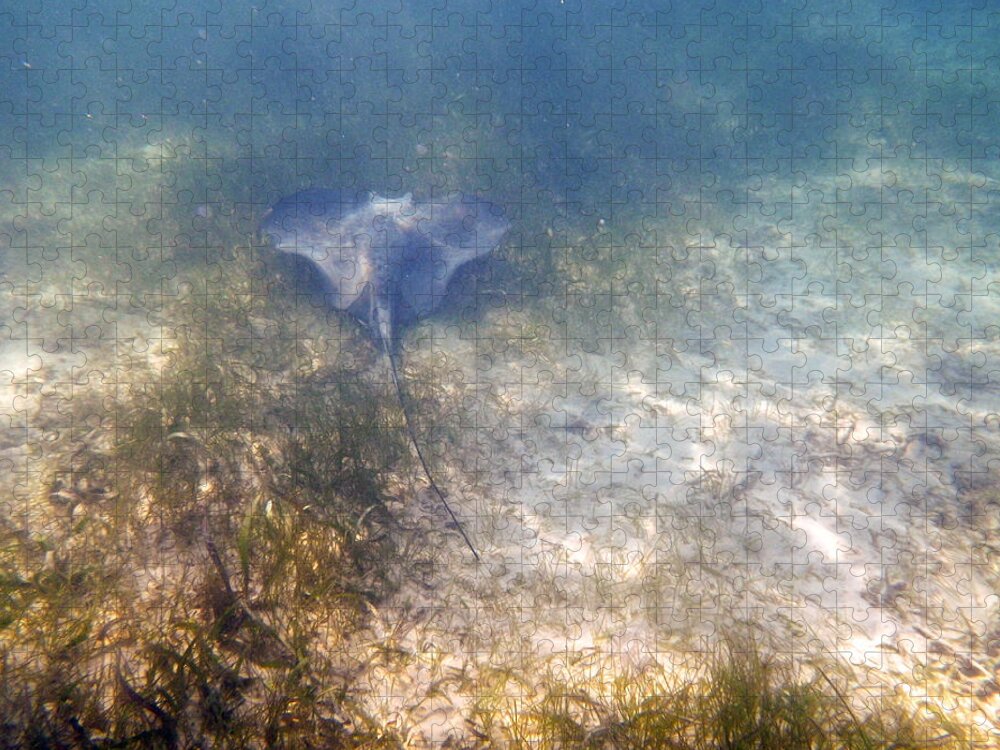 Underwater Jigsaw Puzzle featuring the photograph Wild sting ray by Eti Reid