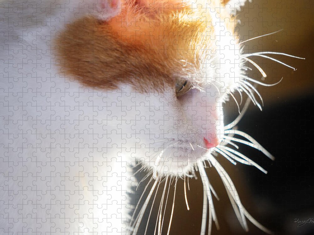 Sharon Jigsaw Puzzle featuring the photograph Wild Whiskers by Sharon Popek