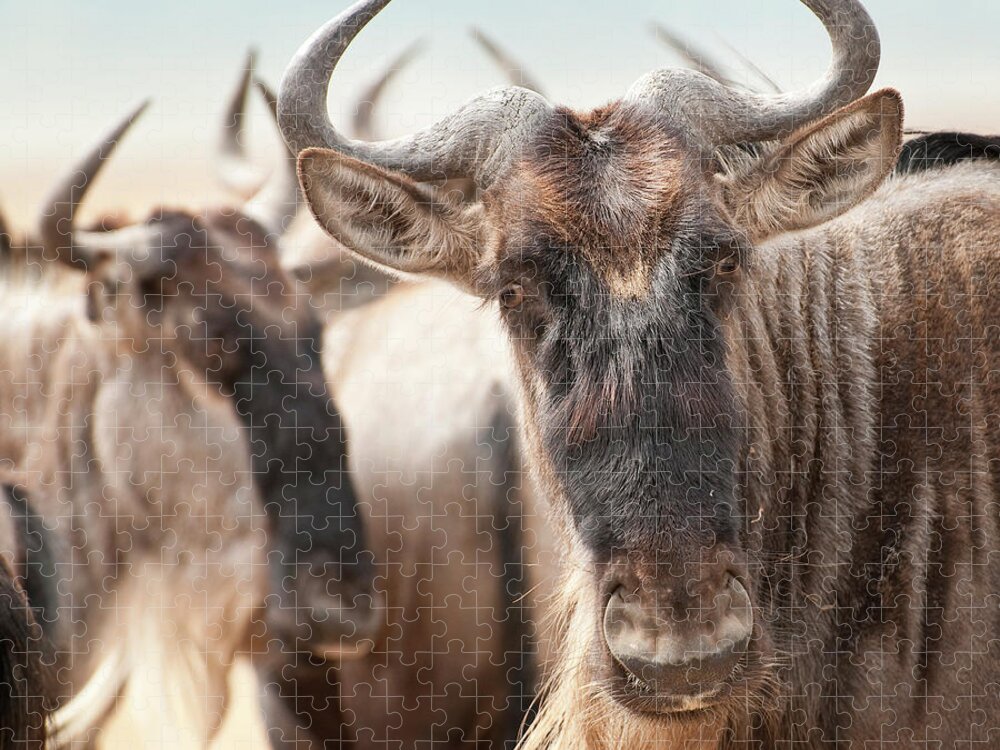 Horned Puzzle featuring the photograph Wildebeest Connochaetes by Ignacio Palacios