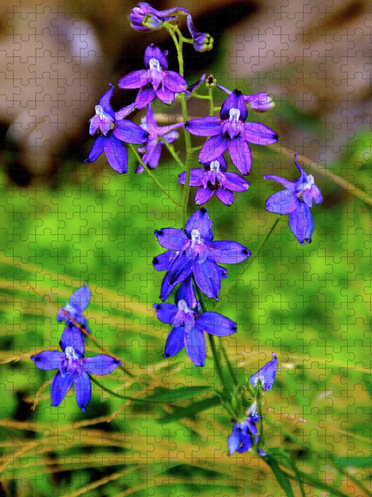 Larkspur Wildflowers Jigsaw Puzzle featuring the photograph Wildflower Larkspur by Ed Riche