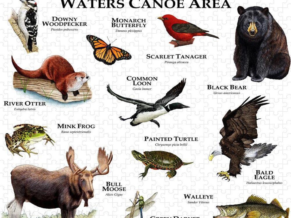 Bald Eagle Jigsaw Puzzle featuring the photograph Wildlife Of The Boundary Waters Canoe by Roger Hall
