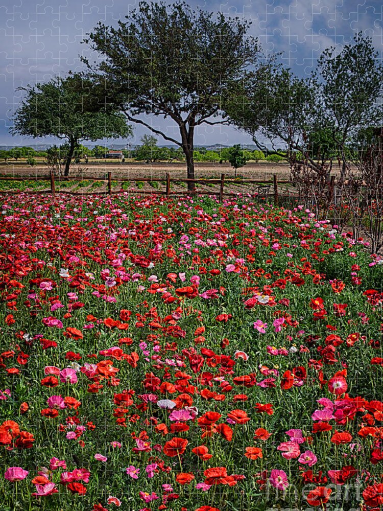 Poppy Jigsaw Puzzle featuring the photograph Wildseed Farms Poppies by Priscilla Burgers