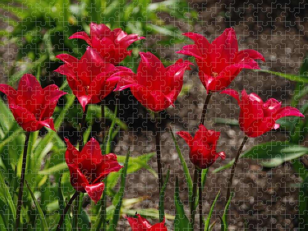 Red Jigsaw Puzzle featuring the photograph Willa's Red by Kathy Paynter