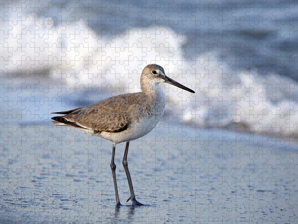 Feb0514 Jigsaw Puzzle featuring the photograph Willet Florida by Scott Leslie