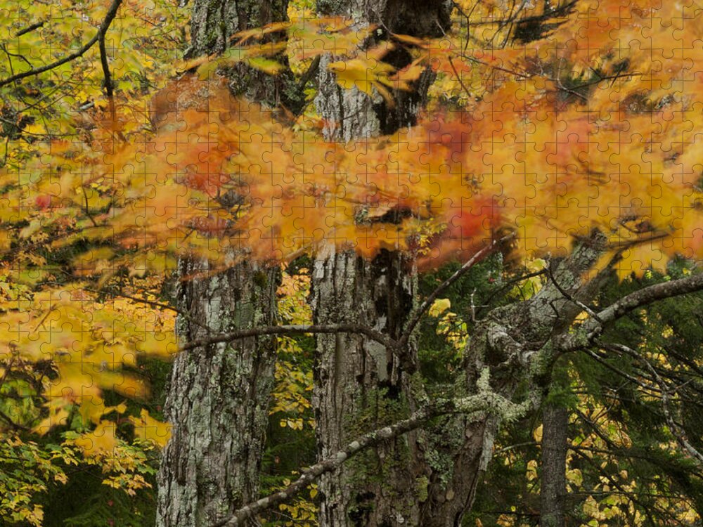 Fall Jigsaw Puzzle featuring the photograph Wind Blown Maple Acadia IMG 6419 by Greg Kluempers