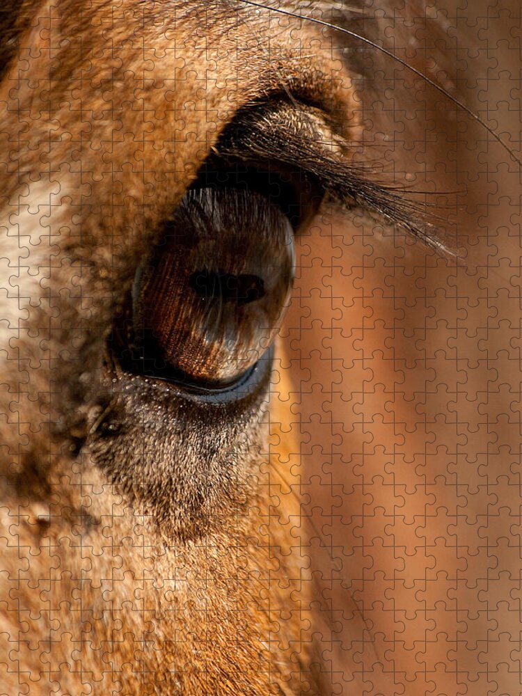 Clydesdale Jigsaw Puzzle featuring the photograph Window to the Soul by Kristia Adams