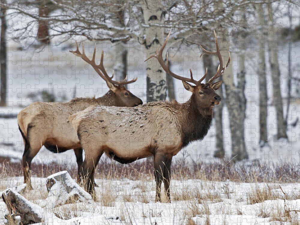 Winter Jigsaw Puzzle featuring the photograph Winter Elk by Gary Langley