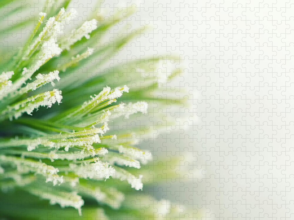 Cedar Tree Jigsaw Puzzle featuring the photograph Winter - Frozen Branch Of Cedar On A by Toutouke