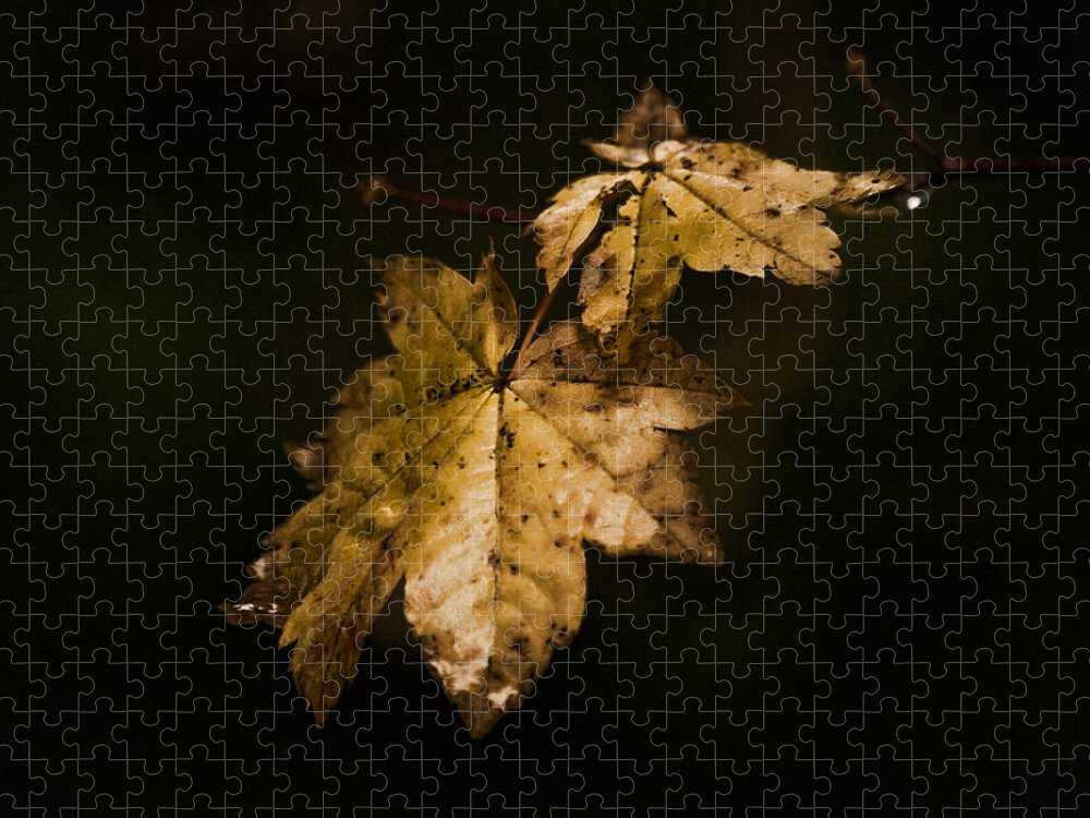 Winter Jigsaw Puzzle featuring the photograph Winter Leaves by Ron Roberts