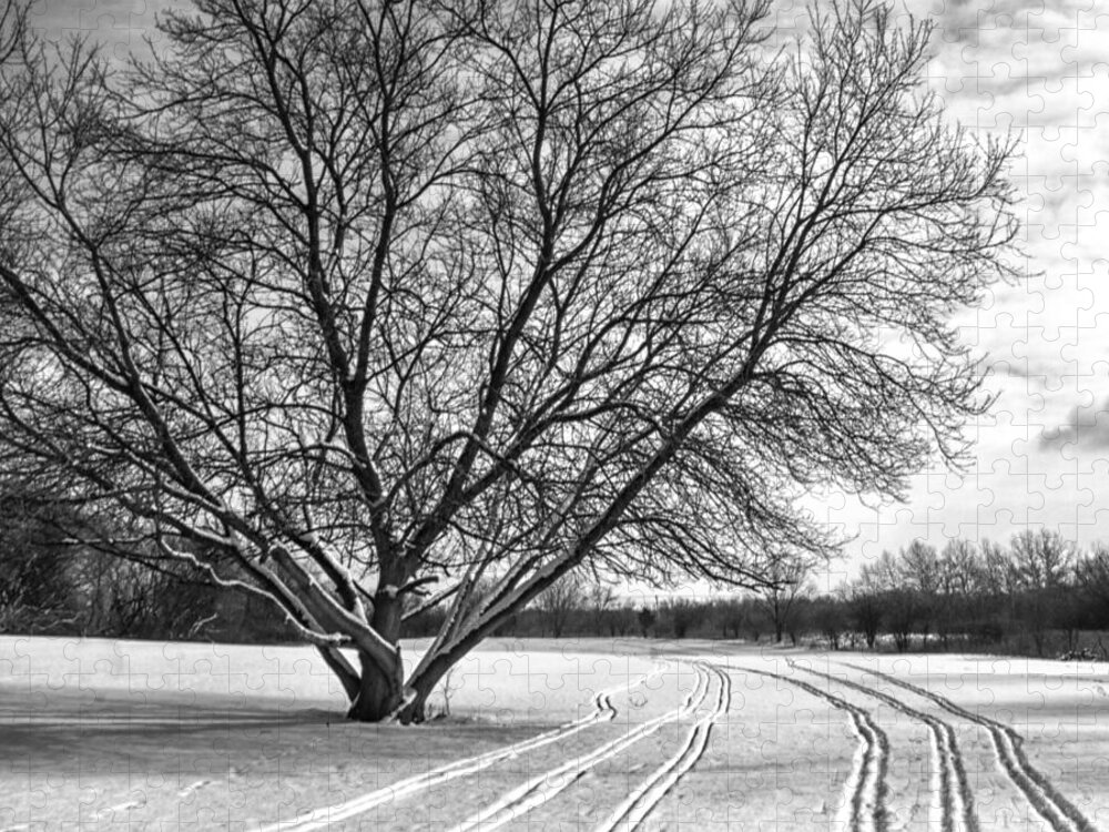 Tree Jigsaw Puzzle featuring the photograph Winter Lines by Lauri Novak