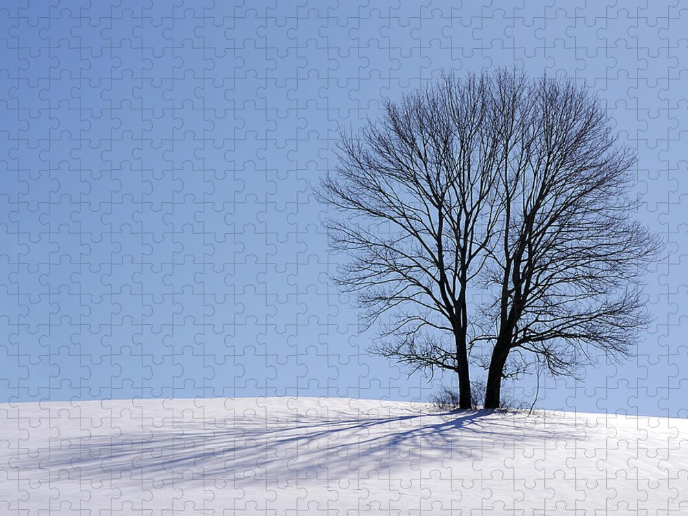Winter Jigsaw Puzzle featuring the photograph Winter - Snow Trees 2 by Richard Reeve