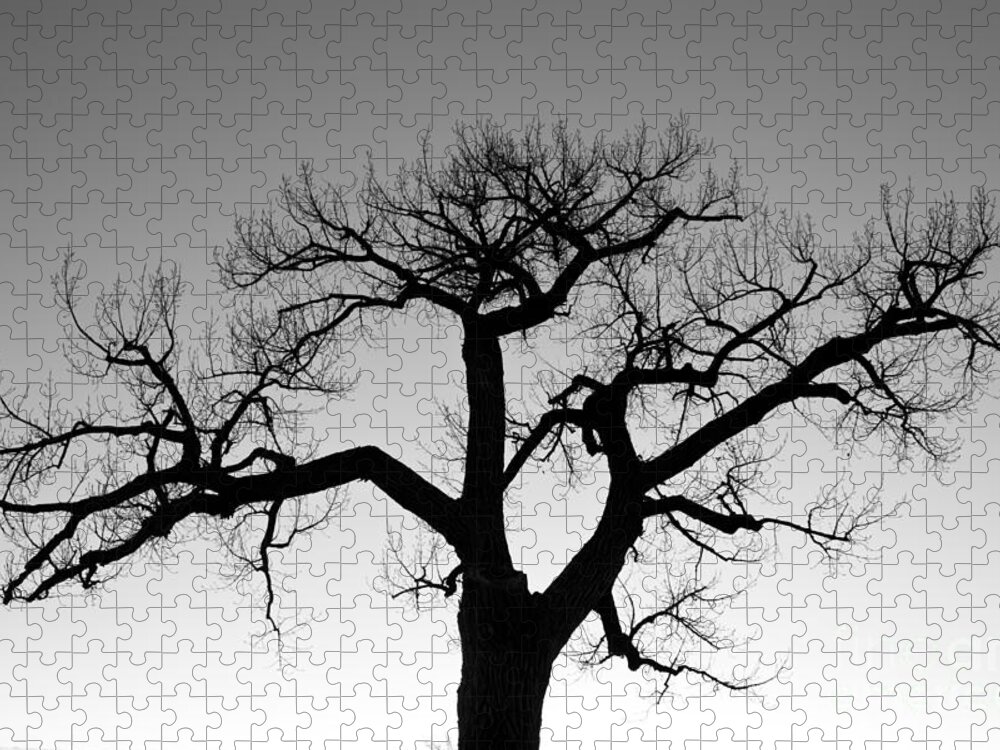 Tree Jigsaw Puzzle featuring the photograph Winter Tree Silhouette BW by James BO Insogna