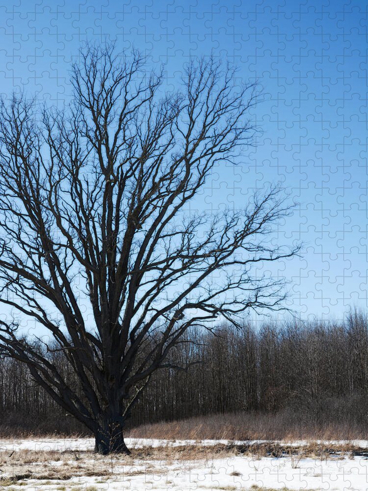 Winter Tree Jigsaw Puzzle featuring the photograph Winter tree by Tracy Winter