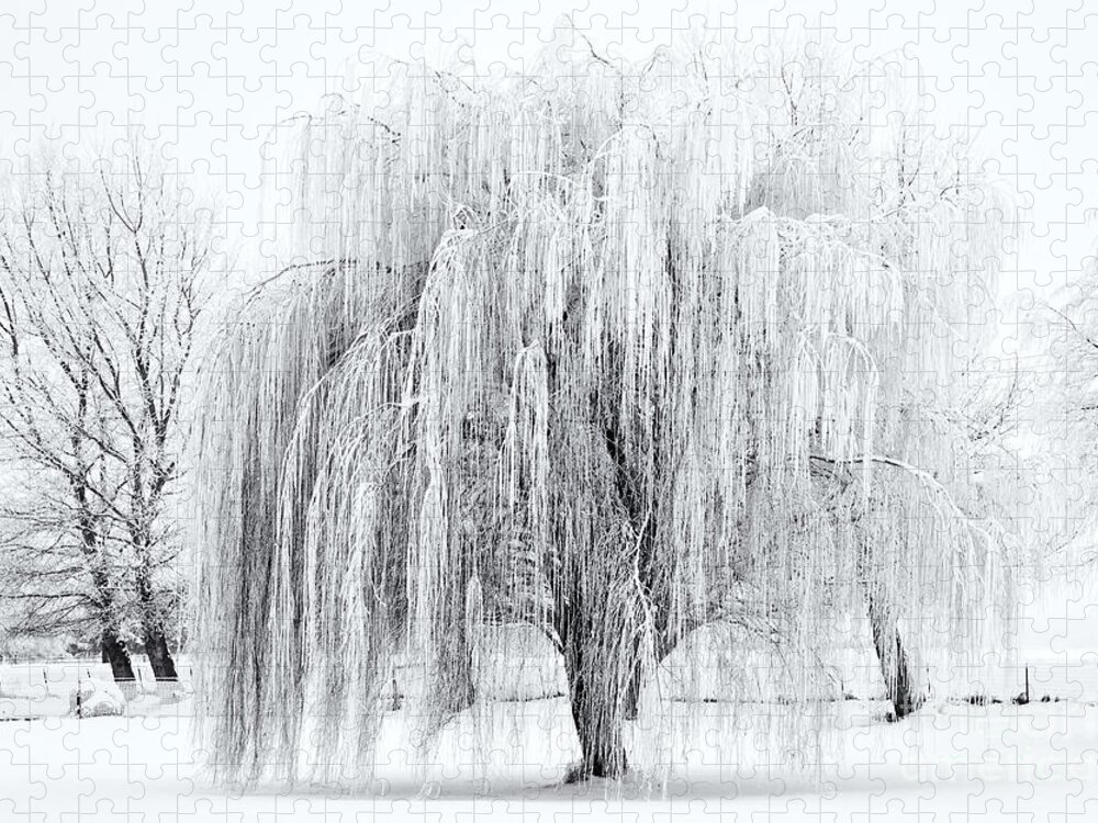 Willow Jigsaw Puzzle featuring the photograph Winter Willow by Michael Dawson
