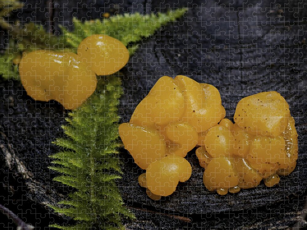 Fungus Jigsaw Puzzle featuring the photograph Witches Butter by Betty Depee