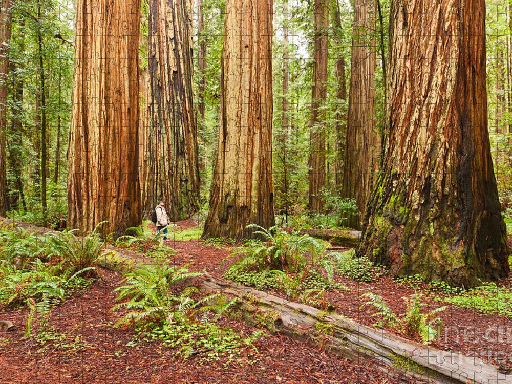 Redwoods Jigsaw Puzzle featuring the photograph Witness History - Massive giant redwoods Sequoia sempervirens in Redwood National Park. by Jamie Pham