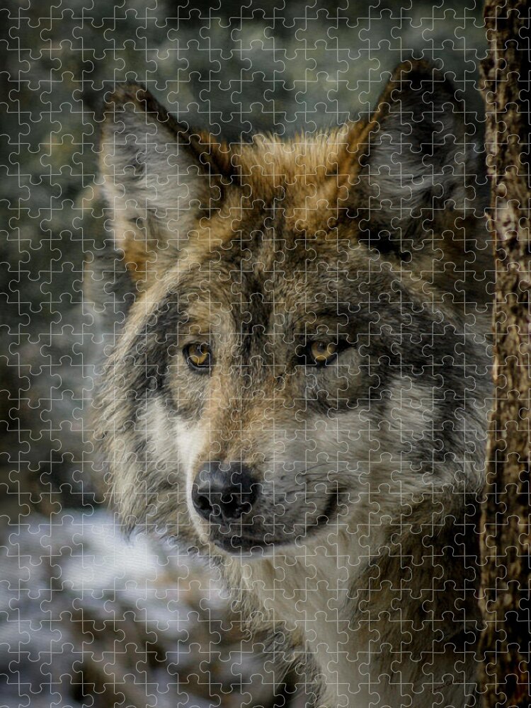 Wolf Jigsaw Puzzle featuring the photograph Wolf upclose 2 by Ernest Echols