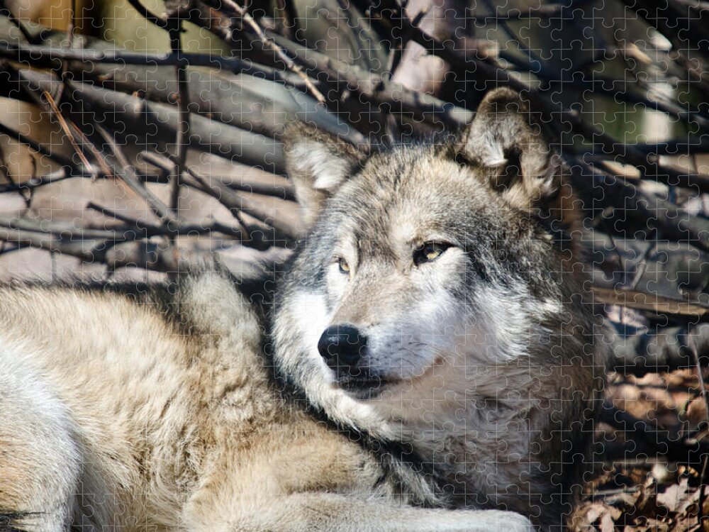 Animals In The Wild Jigsaw Puzzle featuring the photograph Timber Wolf by Crystal Wightman