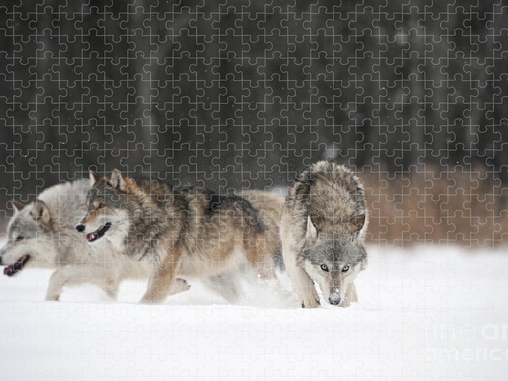 Canis Lupus Jigsaw Puzzle featuring the photograph Wolves In Winter by John Shaw