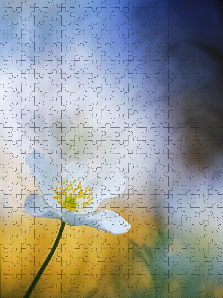 Heike Odermatt Jigsaw Puzzle featuring the photograph Wood Anemone Flower Switzerland by Heike Odermatt