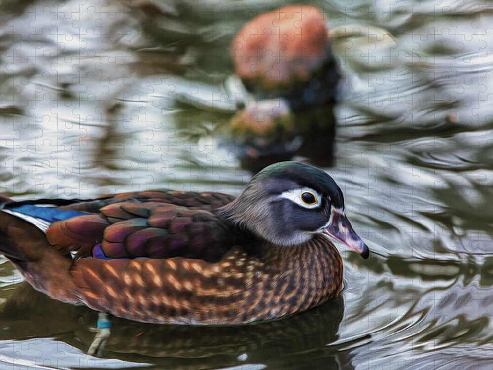 Wildlife Jigsaw Puzzle featuring the photograph Wood Duck Hen by Bill and Linda Tiepelman