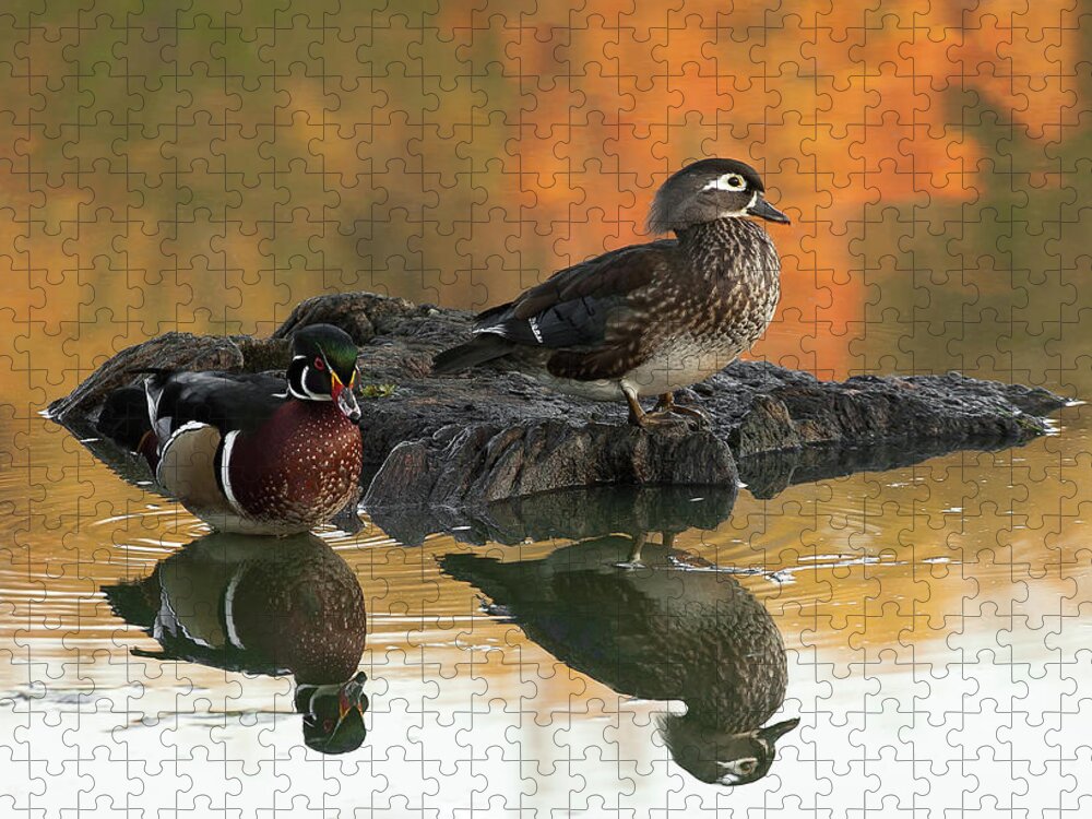 Birds Jigsaw Puzzle featuring the photograph Wood Ducks by Dale Kincaid