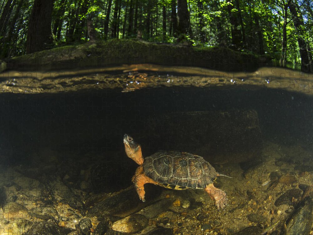 Pete Oxford Jigsaw Puzzle featuring the photograph Wood Turtle Swimming North America by Pete Oxford