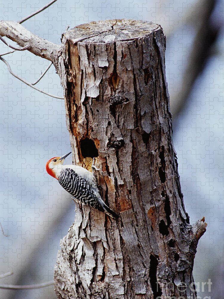 Male Jigsaw Puzzle featuring the photograph Woodpecker And Starling Fight For Nest by Gregory G. Dimijian