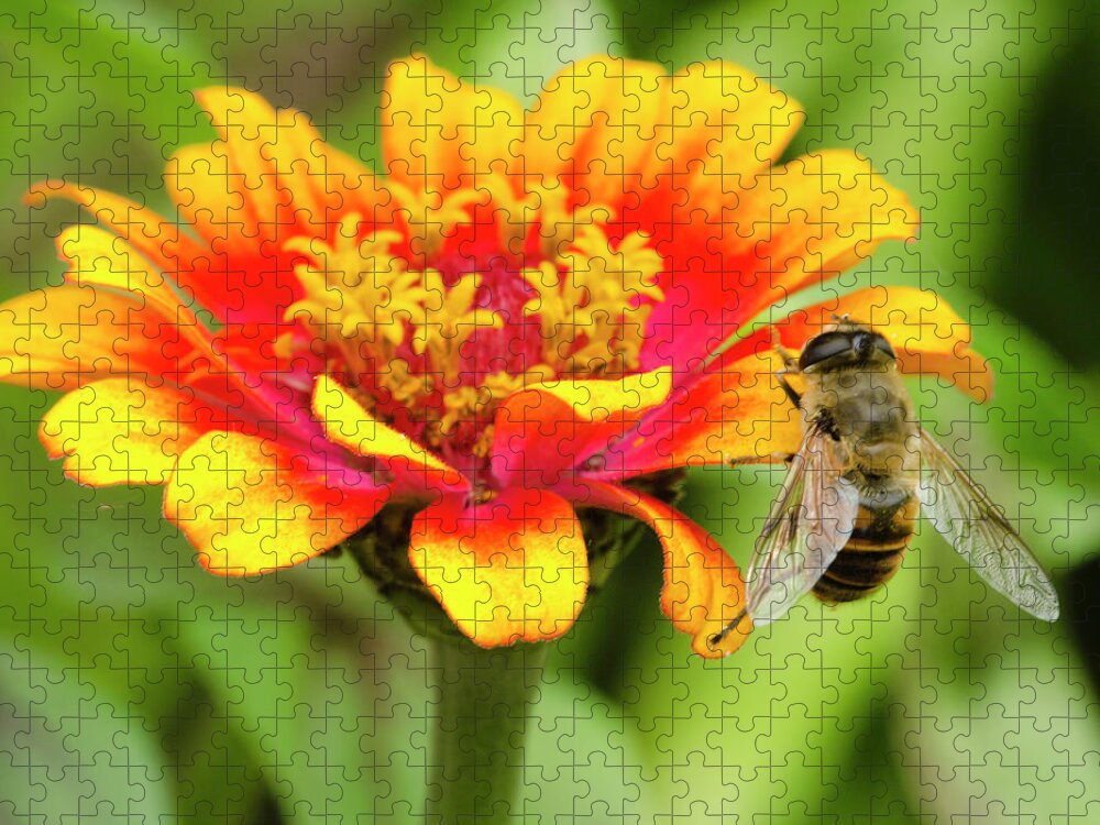 Honeybee Jigsaw Puzzle featuring the photograph Working Bee by Crystal Wightman