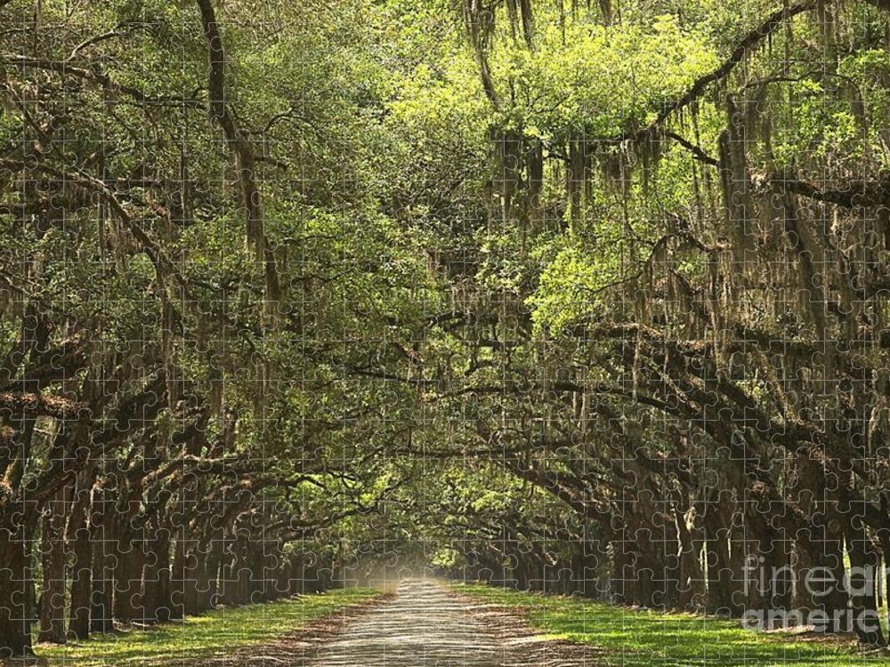 Avenue Of The Oaks Jigsaw Puzzle featuring the photograph Wormsloe Avenue Of The Oaks by Adam Jewell