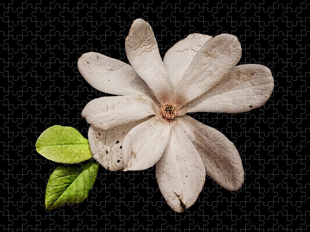 Wounded White Magnolia Jigsaw Puzzle featuring the photograph Wounded White Magnolia Wide Version by Weston Westmoreland
