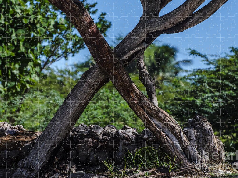Trees Jigsaw Puzzle featuring the photograph X Marks The Spot by Judy Wolinsky
