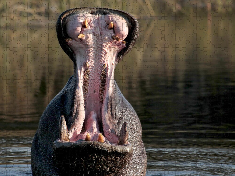 yawning-hippo-liz-leyden.jpg?&targetx=0&
