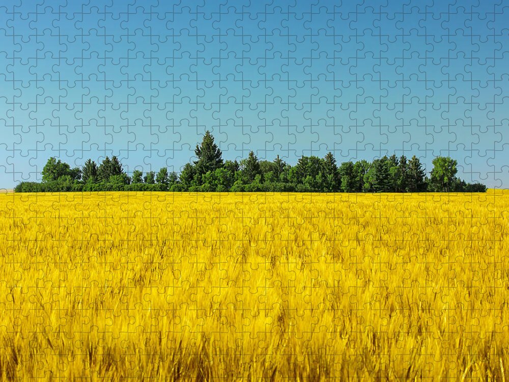 Field Jigsaw Puzzle featuring the photograph Yellow and Blue Make Green by Todd Klassy