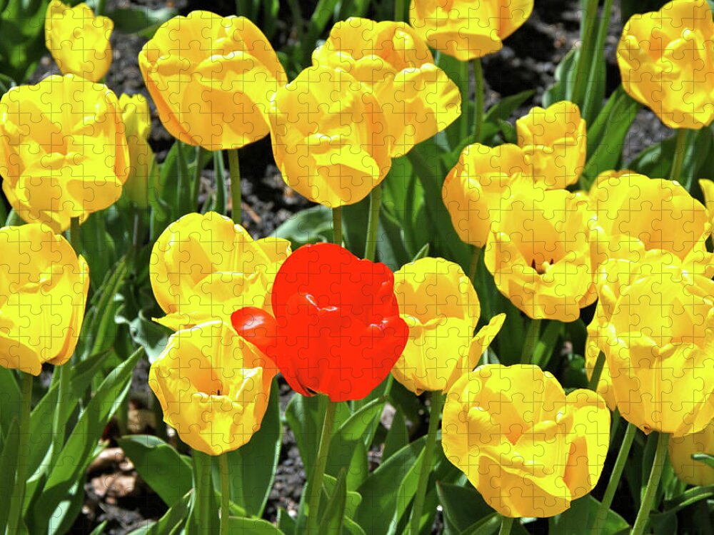 Tulips Jigsaw Puzzle featuring the photograph Yellow and One Red Tulip by Ed Riche