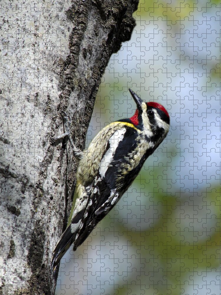Bird Jigsaw Puzzle featuring the photograph Yellow Bellied Sapsucker by Christina Rollo
