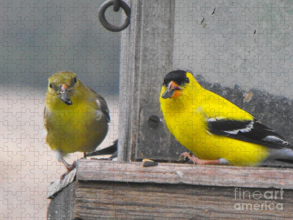 Canary Jigsaw Puzzle featuring the photograph Yellow Birds by Erick Schmidt