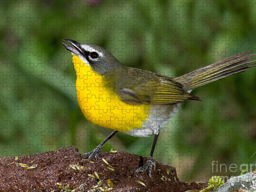 Yellow-breasted Chat Jigsaw Puzzle featuring the photograph Yellow-breasted Chat by Anthony Mercieca